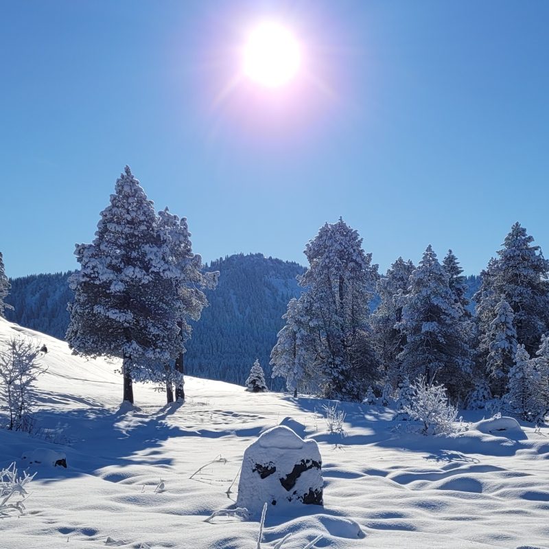 Passhoechi_Beizli_02