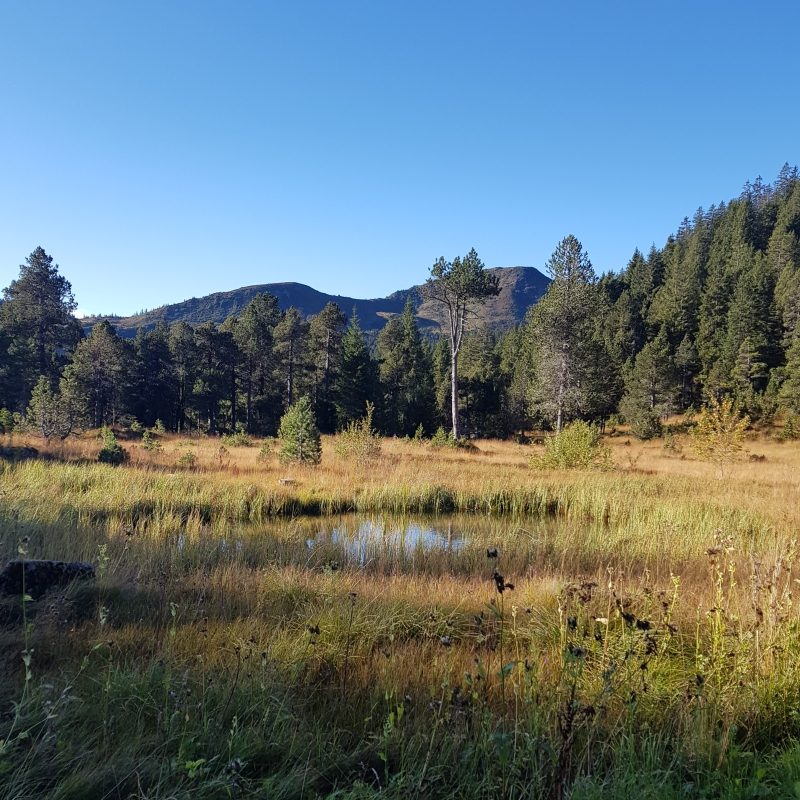 Passhoechi_Beizli_07