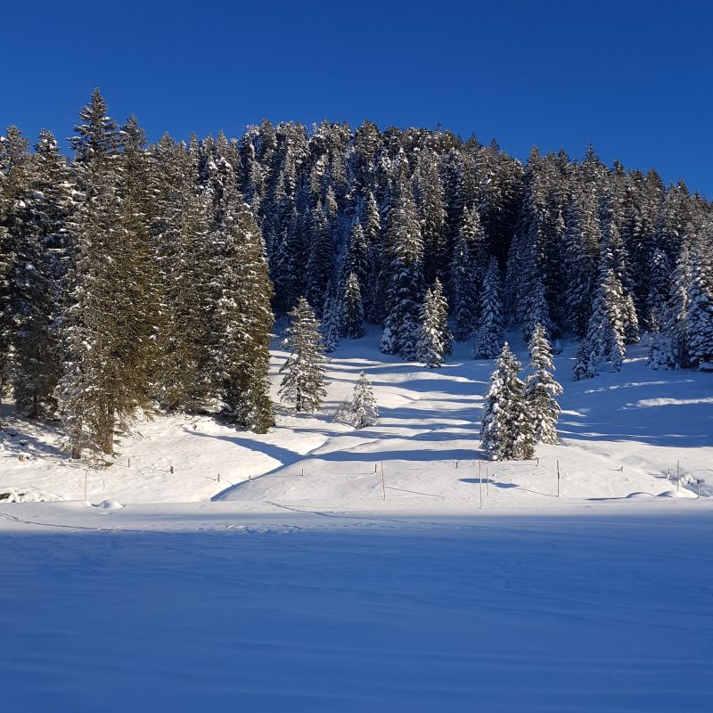 Passhoechi_Beizli_15